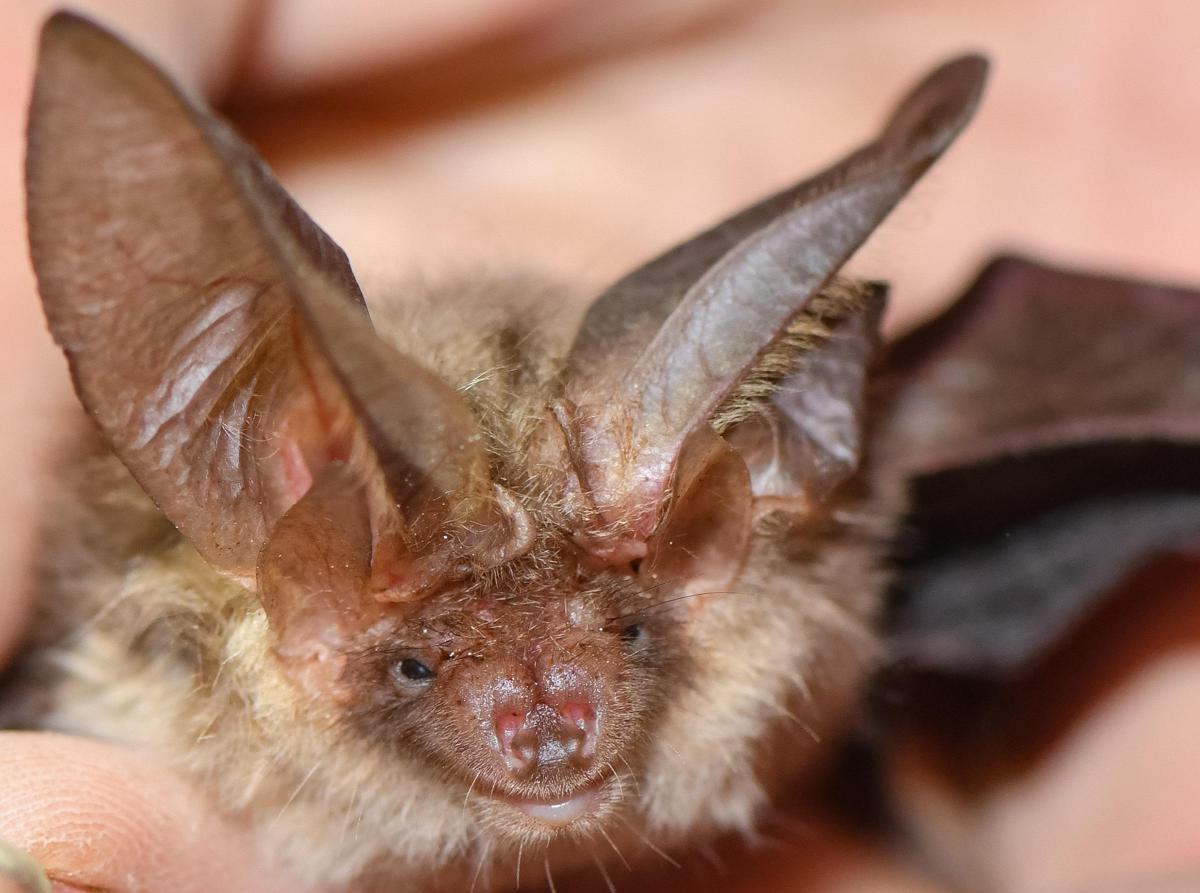 Si sveglia con un pipistrello sul viso, 11enne muore di rabbia: nessun segno di morso