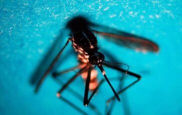 West Nile primo caso di infezione in Veneto 364x230