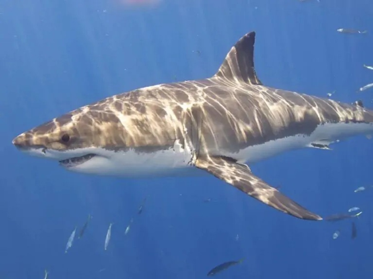 Donna attaccata da squalo a Cogee Beach, le sue condizioni