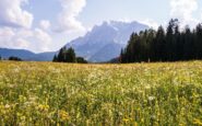 simonfritzfotografie flower meadow 8572000 1280