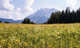 simonfritzfotografie flower meadow 8572000 1280 265x160