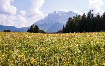 simonfritzfotografie flower meadow 8572000 1280 364x230