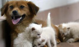 Acqua sempre disponibile e attenzione a superfici calde 5 consigli per proteggere cani e gatti in estate 265x160