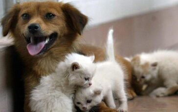 Acqua sempre disponibile e attenzione a superfici calde 5 consigli per proteggere cani e gatti in estate 364x230