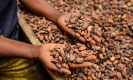Alimenti Icam presenta bilancio di sostenibilita 2025 la filiera del cacao che crea valore 265x160