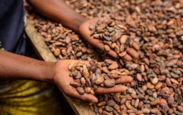 Alimenti Icam presenta bilancio di sostenibilita 2025 la filiera del cacao che crea valore 364x230