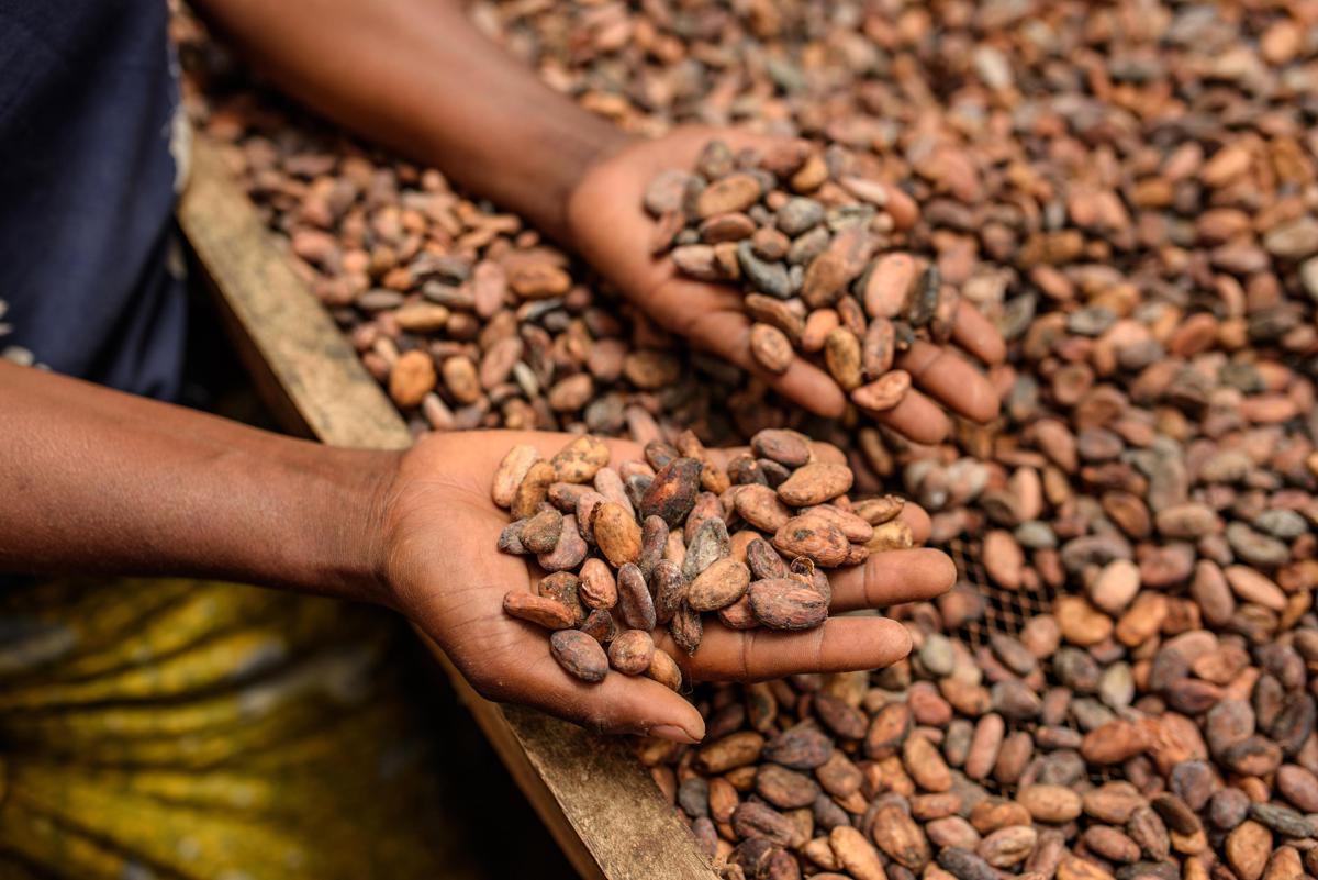Alimenti, Icam presenta bilancio di sostenibilità 2025: la filiera del cacao che crea valore