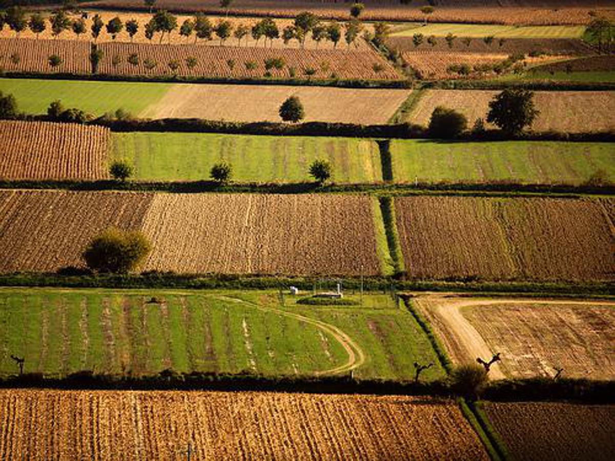 Banca nazionale delle Terre Agricole (Bta), al via nona edizione: in vendita 8.863 ettari per un valore di oltre 121 milioni di euro