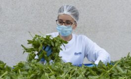 Barilla 650mila analisi lanno 250 professionisti per sicurezza la filiera del basilico dal campo al vasetto pesto 265x160