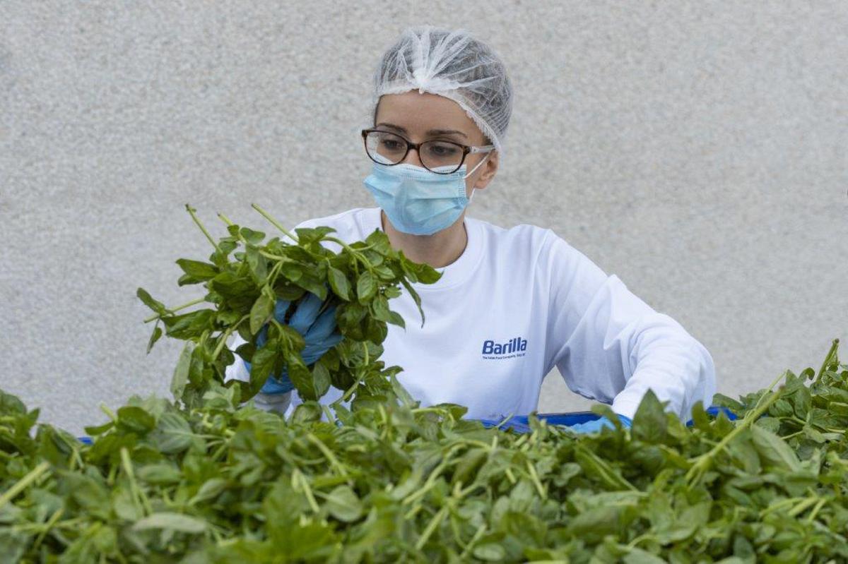 Barilla, 650mila analisi l'anno, 250 professionisti per sicurezza: la filiera del basilico dal campo al vasetto pesto