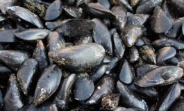 Caldo fa strage di molluschi nel delta del Po moria di cozze e vongole 265x160
