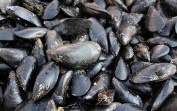 Caldo fa strage di molluschi nel delta del Po moria di cozze e vongole 364x230