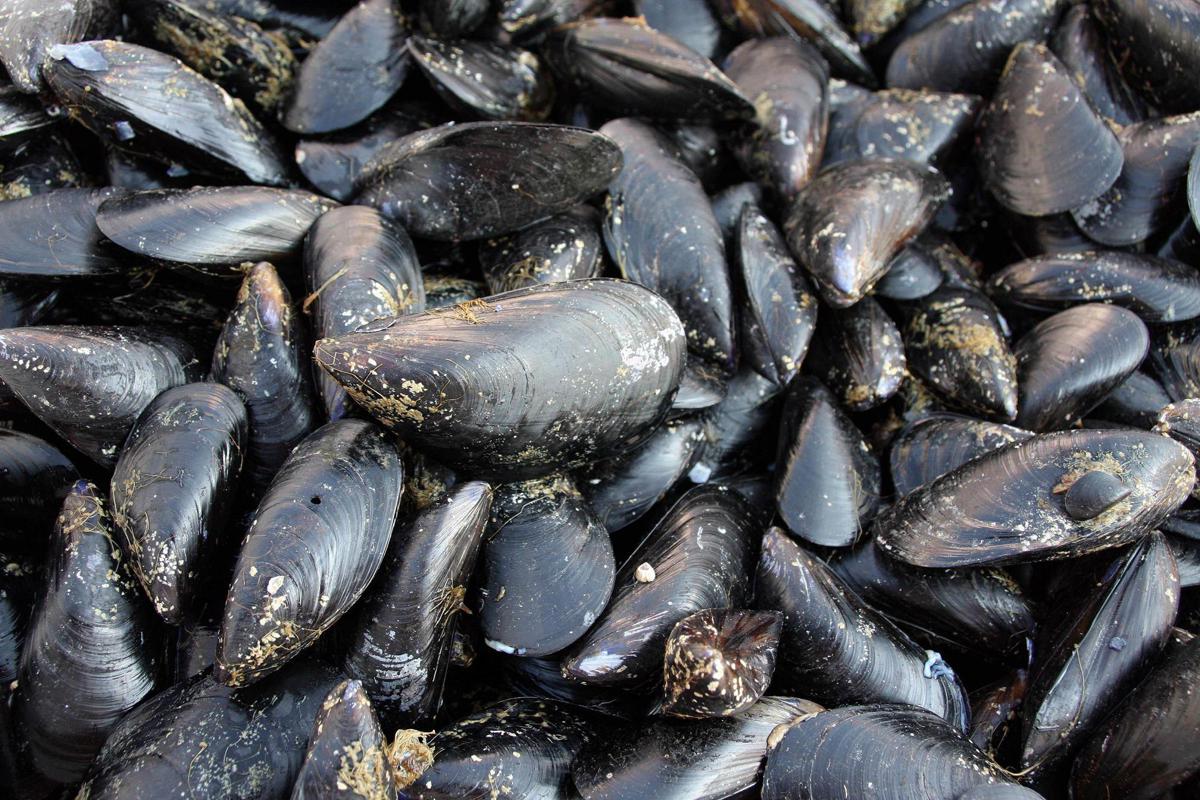 Caldo fa strage di molluschi nel delta del Po, moria di cozze e vongole