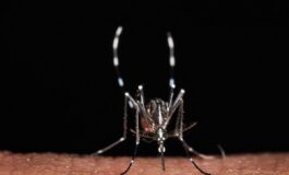 Da zecche a zanzare rischio virus in vacanza Bassetti Non solo in Paesi esotici 265x160