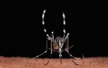 Da zecche a zanzare rischio virus in vacanza Bassetti Non solo in Paesi esotici 364x230