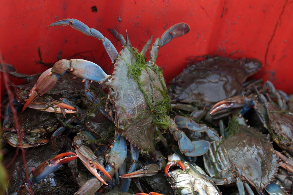 Dal granchio blu alla formica di fuoco, quanto ci 'costano' le specie aliene