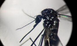 Dengue in focolai in Italia prevale trasmissione a breve distanza entro 400 metri 265x160