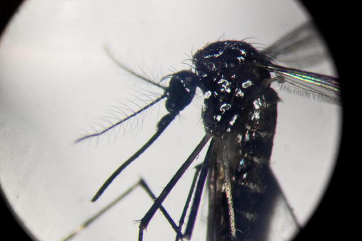 Dengue, in focolai in Italia prevale trasmissione a breve distanza: entro 400 metri
