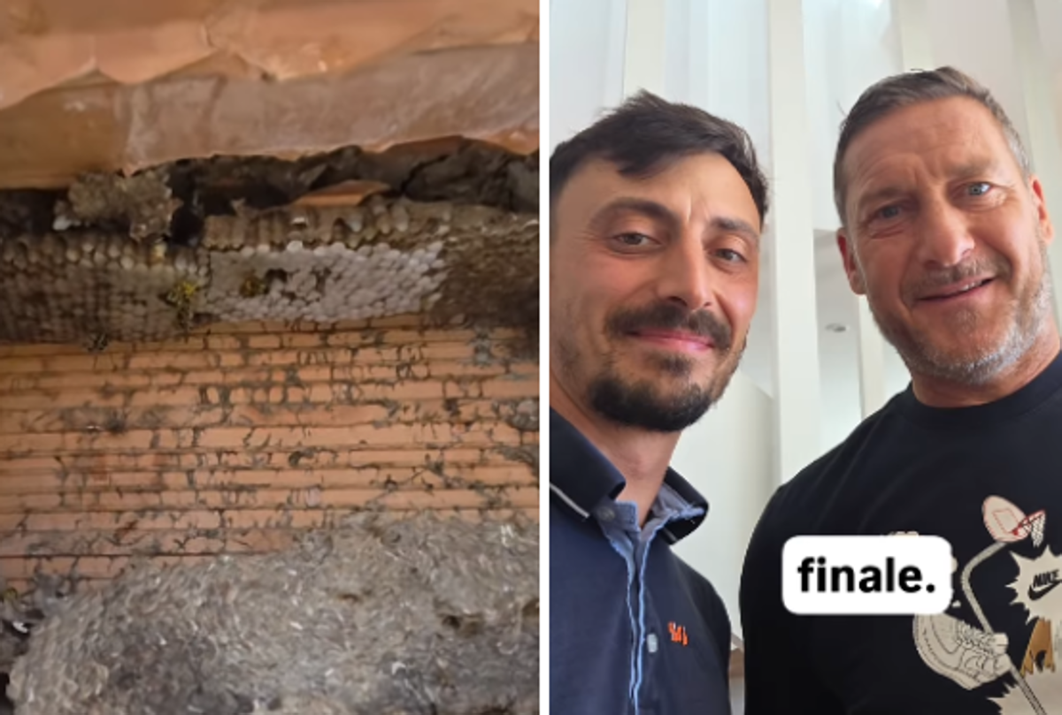 Francesco Totti, la casa invasa da vespe germaniche: il racconto del 'salvataggio'