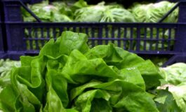 Giallo sullepidemia di ciclosporiasi negli Usa Fda Test su lattuga falso positivo 265x160