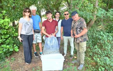 Gruppo Cap 2.500 alborelle cresciute nel depuratore di Canegrate tornano nei fiumi lombardi 364x230