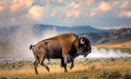 Il bisonte carica e fa volare il turista lattacco choc a Yellowstone 265x160