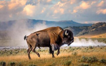 Il bisonte carica e fa volare il turista lattacco choc a Yellowstone 364x230