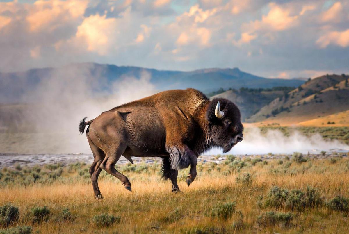 Il bisonte carica e fa volare il turista, l'attacco choc a Yellowstone