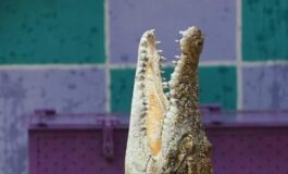 Israele riclassifica i coccodrilli puo usarli per scoraggiare evasioni dal carcere 265x160