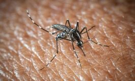 LOms lancia lallarme il virus West Nile cresce in Europa 21 casi in Italia 265x160