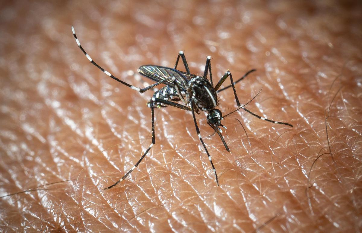 L'Oms lancia l'allarme, il virus West Nile cresce in Europa, 21 casi in Italia