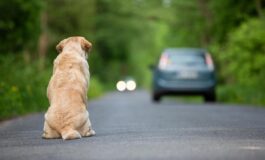 Ogni anno 130mila animali abbandonati al via campagna Miav Mutua Italiana Assistenza Veterinaria 265x160