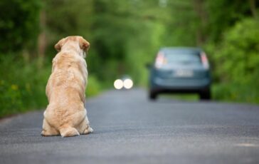 Ogni anno 130mila animali abbandonati al via campagna Miav Mutua Italiana Assistenza Veterinaria 364x230