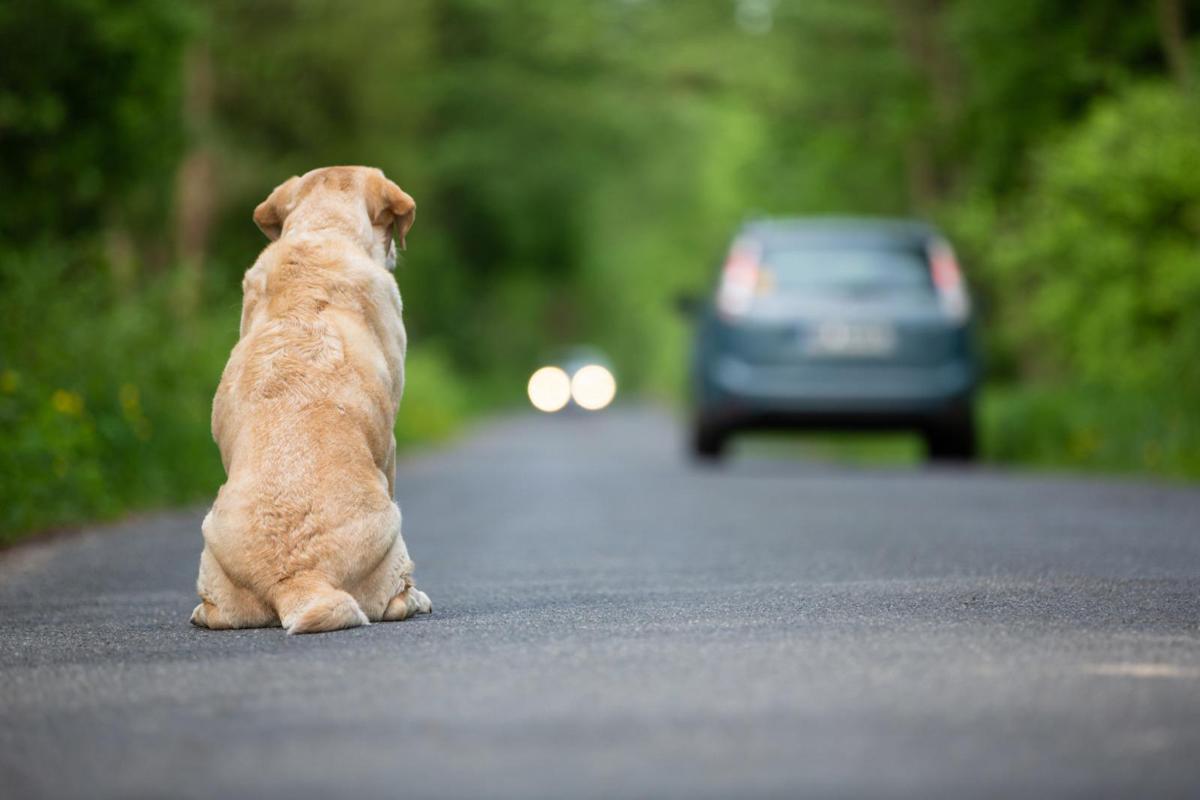 Ogni anno 130mila animali abbandonati, al via campagna Miav-Mutua Italiana Assistenza Veterinaria