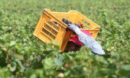 Pagavano 3 euro lora per turni da 14 ore nei campi arrestati due imprenditori in Campania 265x160