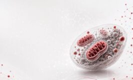 Ricerca studio italiano svela il ruolo dei mitocondri nellinvecchiamento sano 265x160