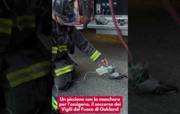 Un piccione con la maschera per lossigeno il soccorso dei Vigili del Fuoco di Oakland 364x230