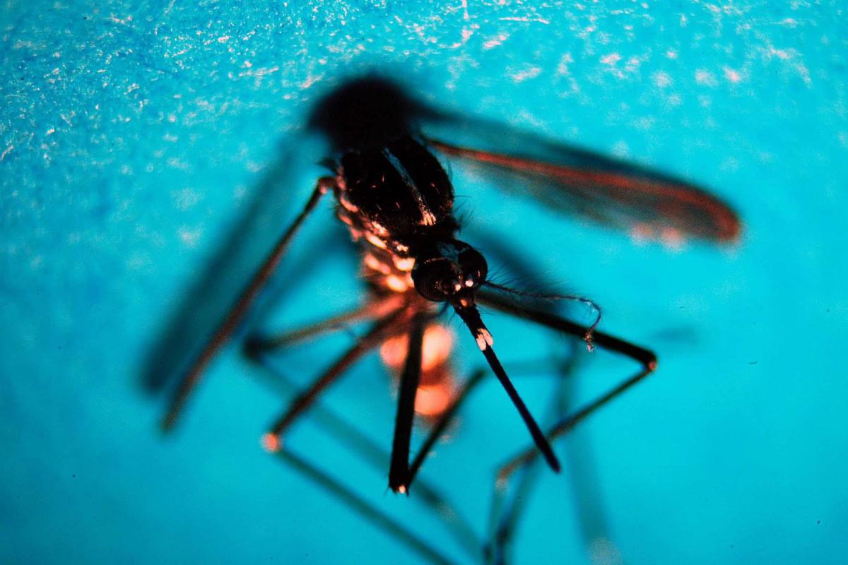 West Nile, caso di encefalite a Napoli. Rezza: "Sorveglianze bloccate, serve soluzione"