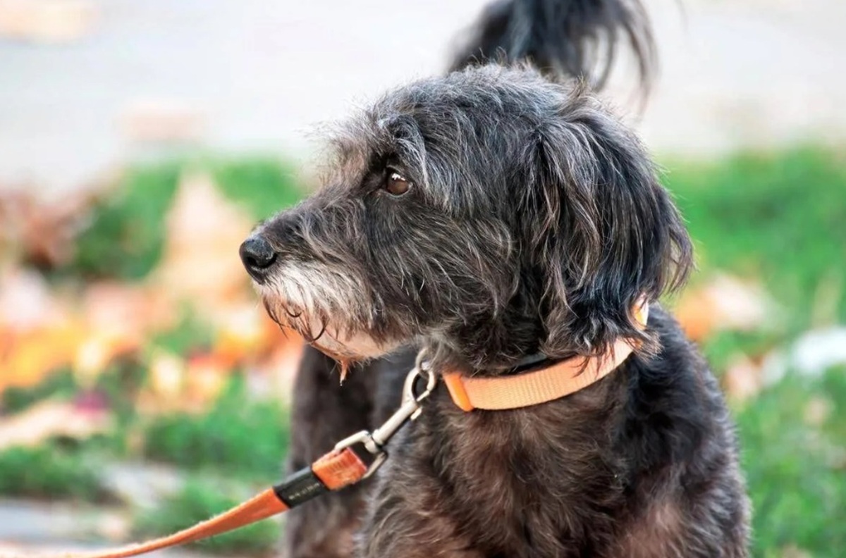 https://static.adhubmedia.com/notizie_it/wp-content/uploads/2026/07/cane-muore-spiaggia-059d6c62.jpg