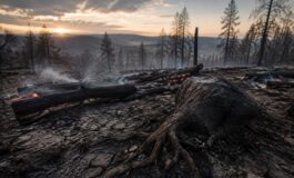 Incendi devastanti sul Gargano e in Molise: l'emergenza del 26 luglio 2026