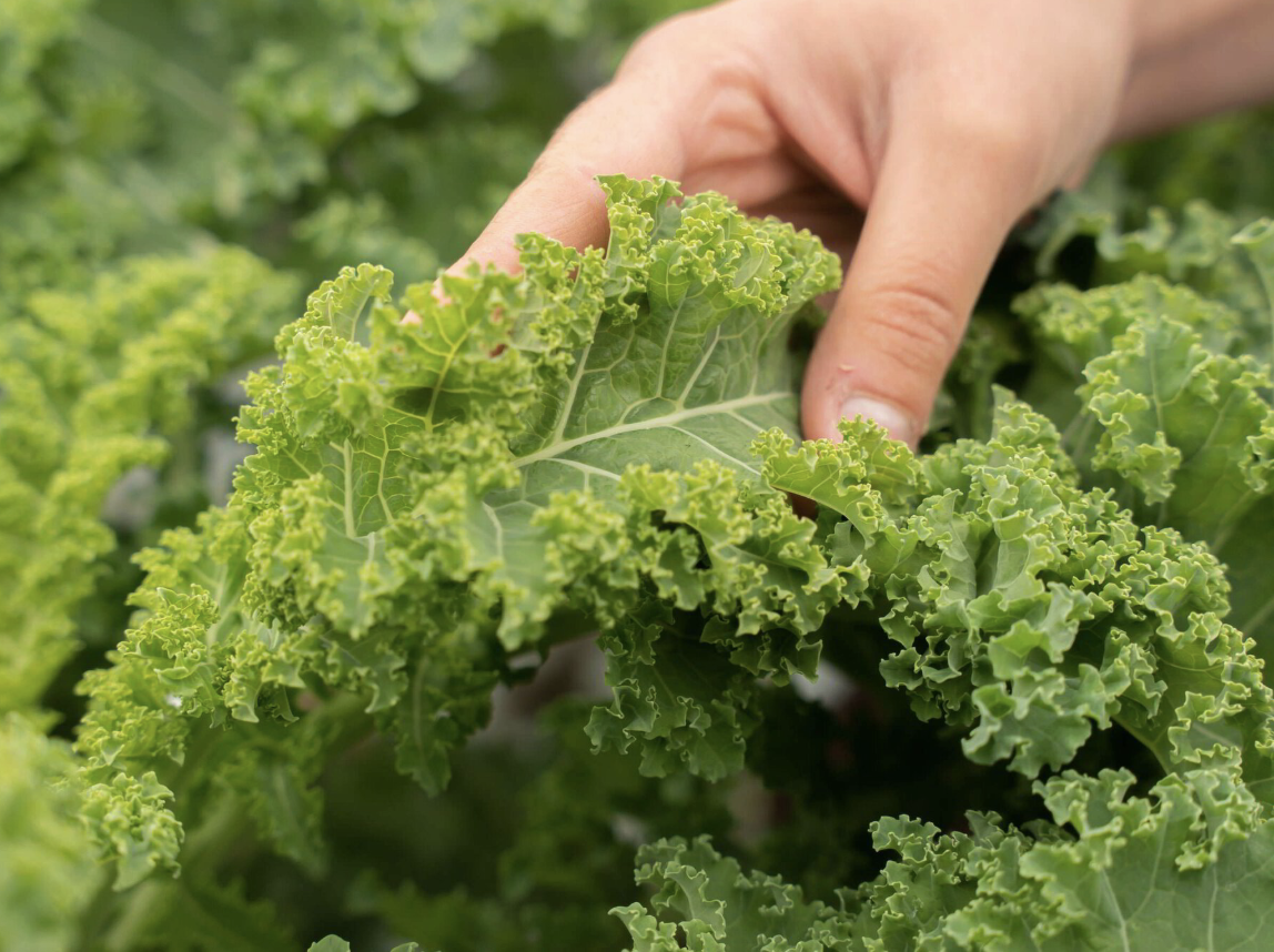 Cibo biologico: quanto vale davvero? Sceglierlo fa bene al pianeta