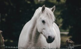 cavallo funerale