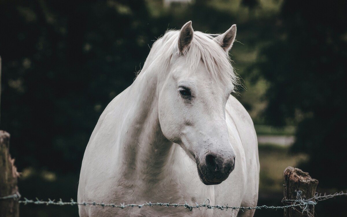 https://static.adhubmedia.com/notizie_it/wp-content/uploads/2026/07/padova-al-funerale-del-suo-padrone-il-cavallo-bacia-la-bara-268c74b0.jpg