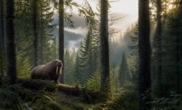 Tricheco nella foresta: il misterioso viaggio di un mammifero artico