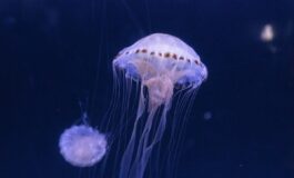 morto puntura medusa