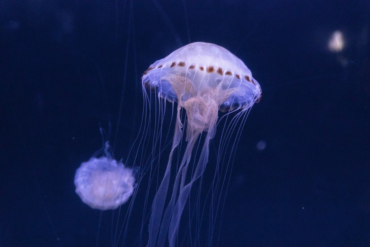 https://static.adhubmedia.com/notizie_it/wp-content/uploads/2026/08/13enne-morto-dopo-la-puntura-di-una-medusa-a30b5c75.jpg