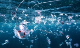 Bimbi in vacanza tra caldo record e punture di zecche e meduse i consigli dellesperta Ecco quando andare in ospedale 265x160