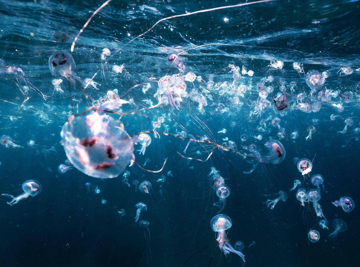 Bimbi in vacanza tra caldo record e punture di zecche e meduse, i consigli dell'esperta: "Ecco quando andare in ospedale"