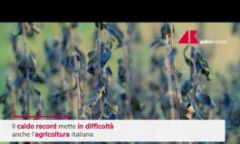 Caldo record taglia produzione ortofrutta 265x160