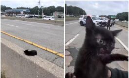 Ce un gatto in autostrada loperazione di salvataggio riuscita a New York 265x160